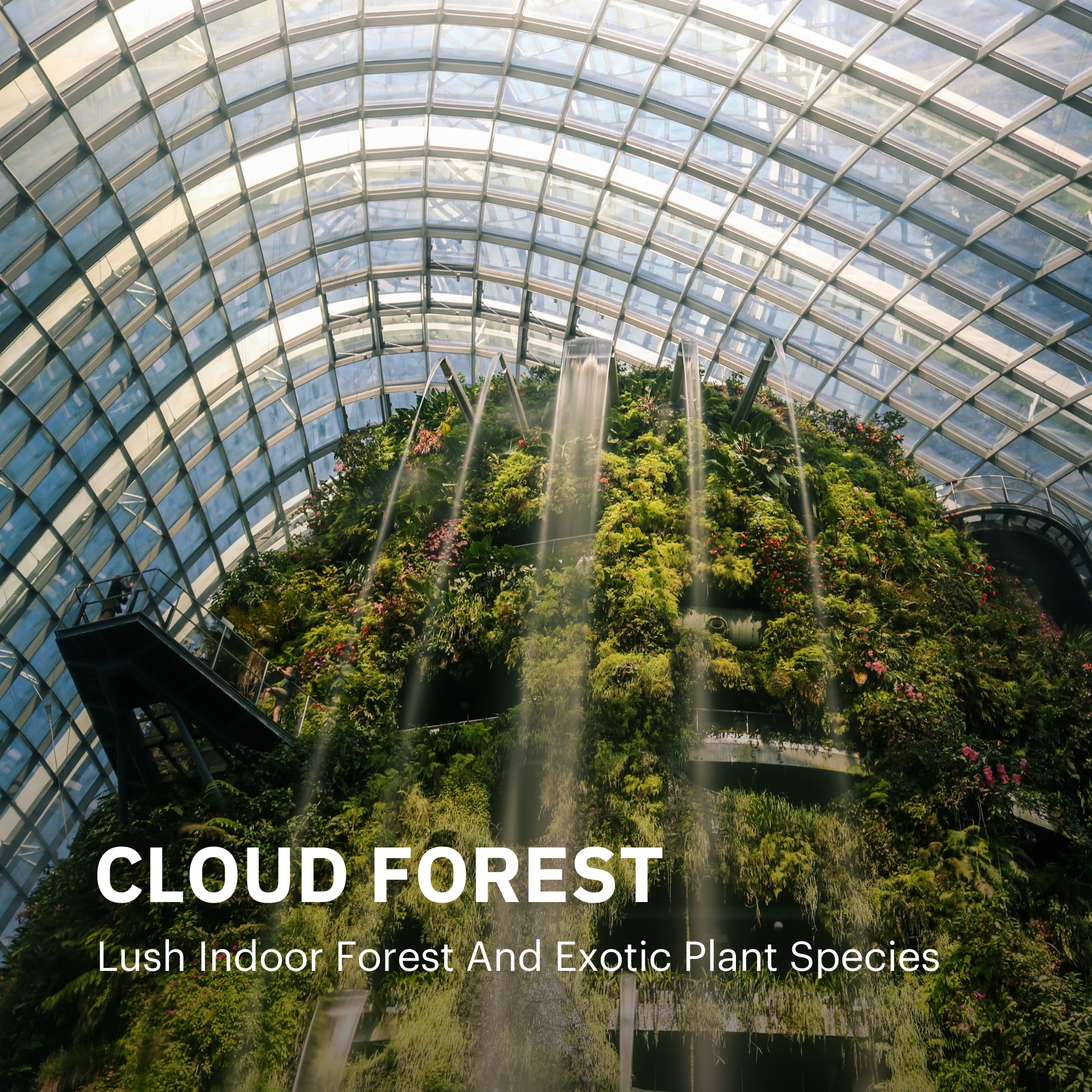 Cloud Forest Singapore